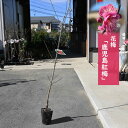 梅のお花と香り楽しむ 2025年花芽有り花梅 鹿児島紅梅 八重咲き 紅梅 野梅 遅咲き 花梅樹高約100〜120センチ