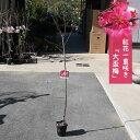 梅のお花と香り楽しむ 2025年花芽有り花梅 大盃梅紅梅 大さかずき 花梅樹高約100〜120センチ