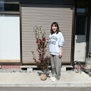 2025年2月開花の高さ120センチ前後さざんか苗【庭木】 【山茶花苗】サザンカ苗立寒さざんか苗 別名勘次郎サザンカ 花は桃色八重咲紅さざんか苗