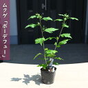 2025年NEW ムクゲ ボーデフュー ポット苗 木槿