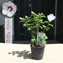2025年9月頃開花 ムクゲ 宗旦 ポット苗 木槿 茶花