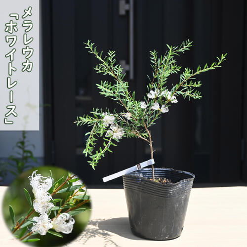 メラレウカ ホワイトレース ポット苗 オージープランツ