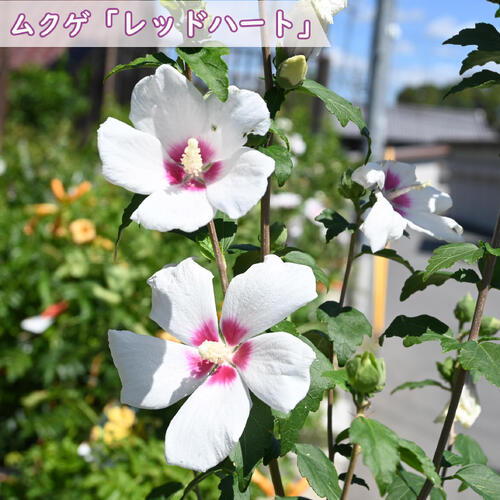 2025年花木 ムクゲ苗　レッドハート　槿苗　　木槿2025年7月～8月開花苗