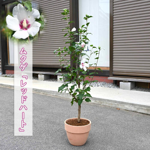 2025年7月～9月開花 ムクゲ レッドハート　鉢植え　槿　木槿2025年7月～9月開花苗　花木