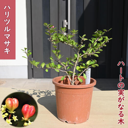 2025年NEW ハリツルマサキ 苗 針蔓柾 ハートツリー