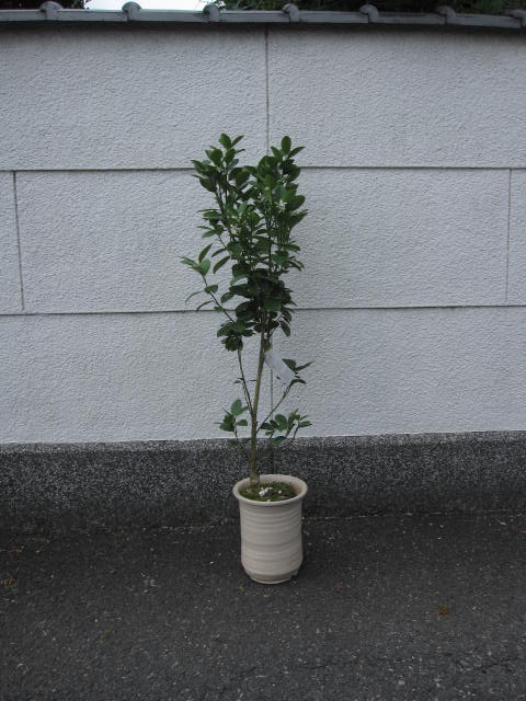 お誕生日の贈り物に 2024年10月から翌年3月頃まで実付きのきんかん果樹鉢植え金柑果樹
