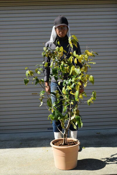 楽天市場 21年1月頃に開花花芽有り蝋梅満月ロウバイ鉢植え蝋梅 満月ロウバイ香りがすばらしい 満月ロウバイ満月蝋梅 まんげつろうばい 園芸百貨店何でも揃うこぼんさい 楽天市場 21年1月頃に開花花芽有り蝋梅満月ロウバイ鉢植え蝋梅 満月ロウバイ香りがすばらしい 満月ロウバイ満月蝋梅 まんげつろうばい 園芸百貨店何でも揃うこぼんさい