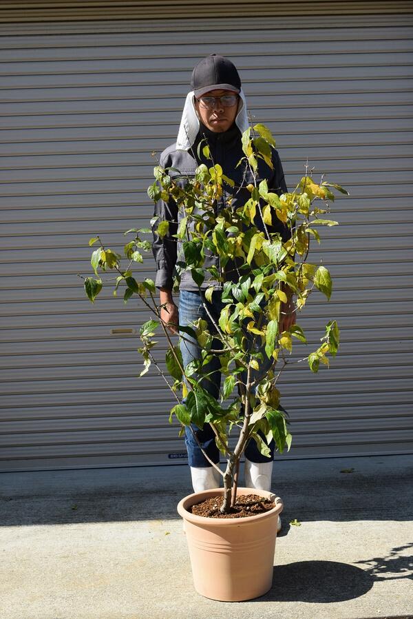 楽天市場 21年1月頃に開花花芽有り蝋梅満月ロウバイ鉢植え蝋梅 満月ロウバイ香りがすばらしい 満月ロウバイ満月蝋梅 まんげつろうばい 園芸百貨店何でも揃うこぼんさい