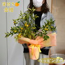 ◆送料無料◆【10本セット】宮川早生 みかん 苗木 鉢植え 接ぎ木苗 ポット植え【ベランダで育成】[小] 9cmポット 果樹 家庭菜園 温州