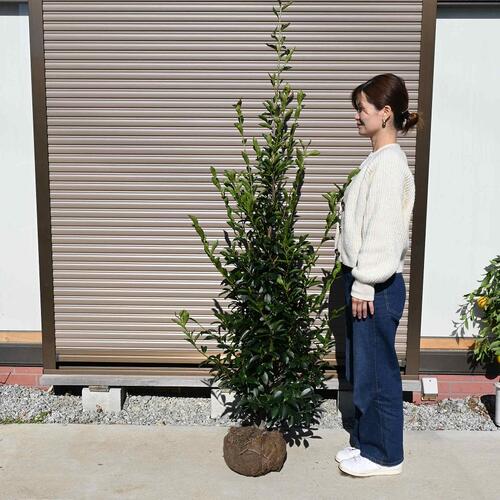 2025年は立派な榊ですおおきい神棚のサカキに大きい榊の木榊大苗 サカキ苗 高さ 150センチ前後の しっかりとした 榊の大きい苗木本神榊(ホンサカキ)本榊大苗