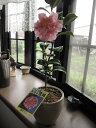 信楽鉢入り 【鉢植え椿】 【ツバキ】【椿】 椿 錦キリン