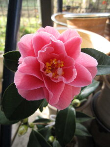 2025年3月から4月に開花椿苗つばきです 【庭木】 【ツバキ苗】【椿】 菱唐糸椿