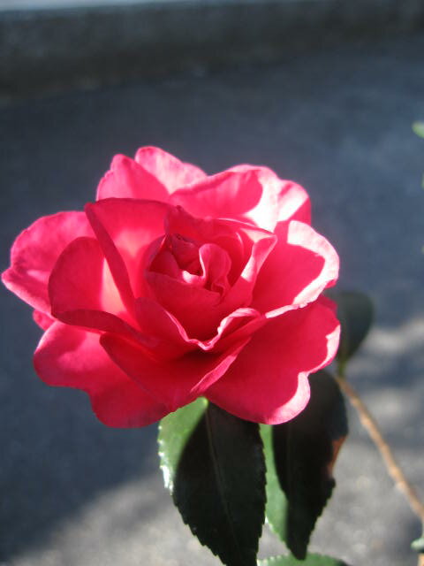 サザンカ苗とても紅色の綺麗な八重昭和の光サザンカ山茶花サザンカ苗花は紅色の八重咲