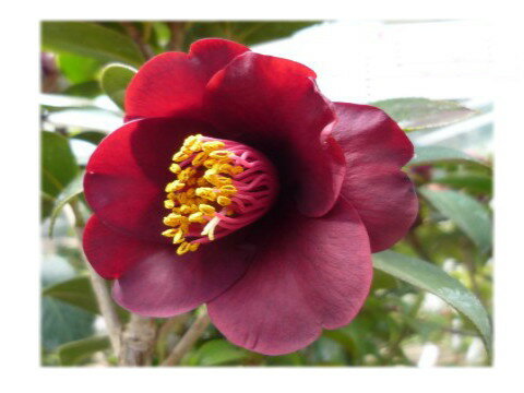 【庭木】 【外国ツバキ】【椿】　 ブラックオパール椿