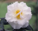 花木 苗 【庭木】 【外国ツバキ】【椿】 シルバー トライアンフ 花木 苗 【庭木】 【外国ツバキ】【椿】 シルバー トライアンフ