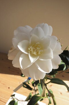白菊椿 鉢植え 【ツバキ】 椿 白菊ツバキ2016年花芽有り椿のお花とは　思えない　美しさです。