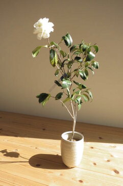 白菊椿 鉢植え 【ツバキ】 椿 白菊ツバキ2020年花芽有りです。
