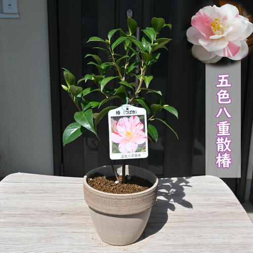 楽天市場】椿（花・観葉植物｜花・ガーデン・DIY）の通販