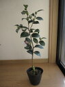 高さ　約30センチ〜　 接木　　3年物　 花時期： 2〜3月 　 椿は日本固有の花木で、もともと日本の気候や土壌に適応した 形質をもっている植物なので、育てやすい樹種の1つです。 　 貴方も　椿のある家に初冬頃から早春にかけてツバキの花が咲きます。 ツバキは日本ではヤブツバキ（別名ヤマツバキ）、 ユキツバキ（別名サルイワツバキ：ヤブツバキの変種とされる） リンゴツバキ等が野生種として自生しています。 また童謡でも親しまれるサザンカもツバキ科です。 椿の原産地は日本で、学名も日本にちなんで 「カメリア・ジャポニカ」といいます。 英語では「CAMELLIA」となっています。 　 　 椿の　花色と花形の多彩さ、多様さに、艶葉のしっとりとした落ち着き 樹姿のまとまりのよさ、秋から春まで 咲き続ける花期の長さが　　つばきの魅力です。 　多種取り揃えています。　