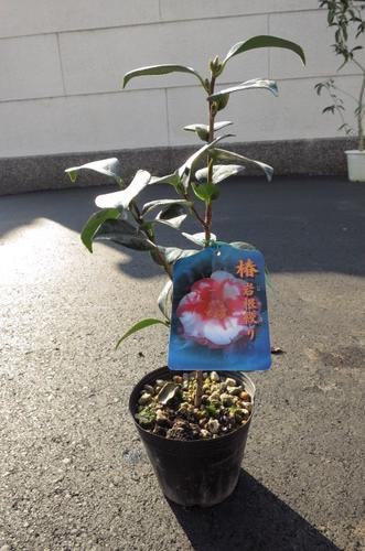 【庭木】 【ツバキ】【椿】　椿　岩根絞り