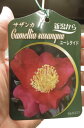 さざんか 【庭木】 【山茶花】サザンカ苗 サザンカユーレタイド さざんか 【庭木】 【山茶花】サザンカ苗 サザンカユーレタイド