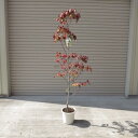 ハナミズキ 苗花水木ハナミズキ白花 クラウドナインシンボルツリー 【ハナミズキ 苗木】