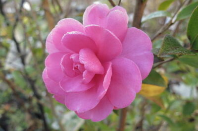 山茶花 サザンカ の色別花言葉と由来 誕生花 花言葉辞典 暮らし の 山茶花 サザンカ の色別花言葉と由来 誕生花 花言葉辞典 暮らし の