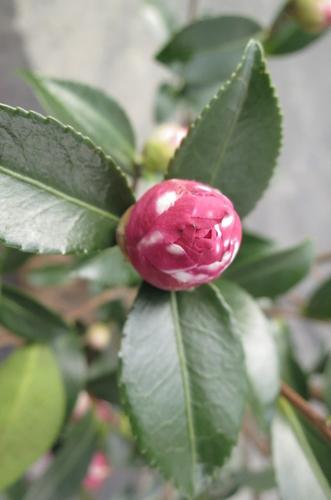 濃い桃地に白斑や横杢班が入っている八重咲きの品種の山茶花です。 日本の比較的温暖な地域に自生する常緑性の小高木です。 江戸時代から庭木として愛されてきており、 日本人には馴染みの深い花木のひとつです。 日本が原産地。江戸時代に長崎の出島の オランダ商館に来ていた 医師ツンベルクさんが ヨーロッパに持ち帰り、西欧で広まったと言われています。 学名も英名もサザンカ（Sasanqua） 高さ　約　100センチ開花時期は、10月頃〜翌2月上旬頃。 花の少ない晩秋から初冬にかけて咲きます 花言葉は「困難に打ち勝つ、ひたむきさ」 　「山茶花を 雀のこぼす 日和かな」 　正岡子規 生垣を　日本の四季に咲く　綺麗なサザンカのお花でもっと美しく 　　　　　　　　　 昭和の光　サザンカ 新乙女　　サザンカ 華子姫　　サザンカ 花御堂　　サザンカ 　勘次郎　　サザンカ 緋乙女　　サザンカ あげは蝶　サザンカ　 朝倉　　　　サザンカ 千代　　　　サザンカ