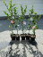 2025年1月頃開花見計らい5種類のサザンカ苗高さ20~30センチ 【山茶花】サザンカ苗 いろんなお花のサザンカ 10,000円