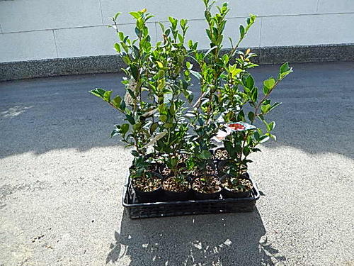 楽天市場】ツバキ サザンカ(植木|ガーデニング・農業):花 楽天市場】ツバキ サザンカ(植木|ガーデニング・農業):花