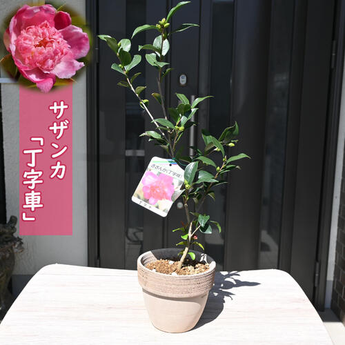 楽天市場】鉢植え さざんかの通販 楽天市場】鉢植え さざんかの通販