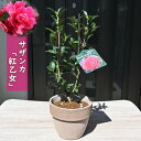 サザンカ 紅乙女 鉢植え こうおとめ 山茶花 花鉢 緋乙女 さざんか 昭和の誉