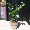 サザンカ 朝倉 鉢植え あさくら 山茶花 花鉢 さざんか