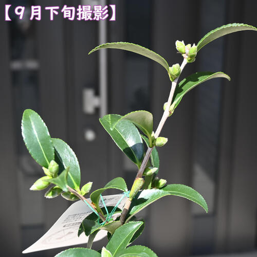 2023年花芽あり サザンカ 乙女 鉢植え 千重咲き 山茶花 花鉢 さざんか 2