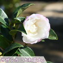 サザンカ 大和富士 苗木 山茶花 庭木 常緑樹 生垣 目隠し やまとふじ