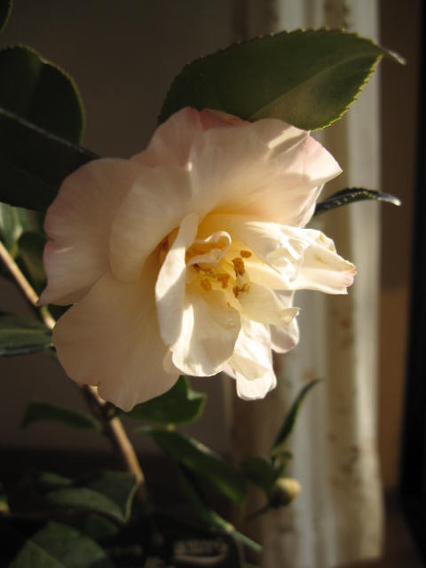 【庭木】 【ツバキ】古典椿 梅ヶ香椿 花に香りのある椿です。