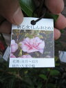 高さ120センチ前後さざんか苗【庭木】 【山茶花】サザンカ苗 新乙女 サザンカ 花は桃色八重咲