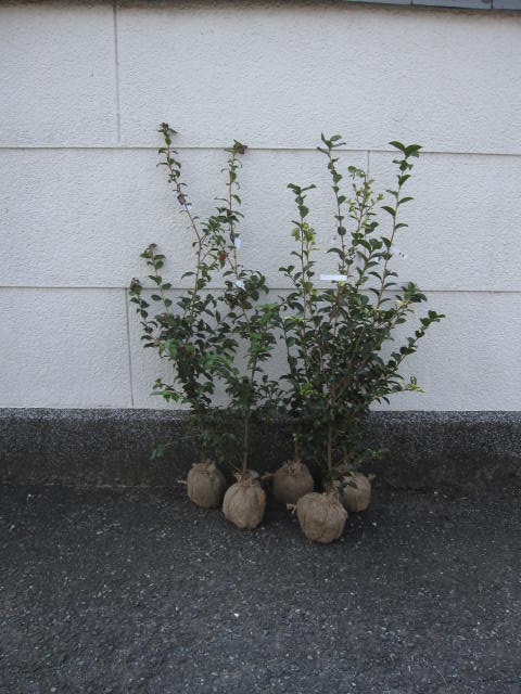 サザンカ　大きめ　生垣タイプサザンカ送料無料いろんな山茶花のお花がお楽しみ苗セット 五種類サザンカ苗をお届けいたします。　  サザンカ苗