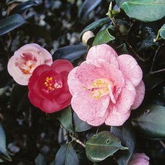 高級椿　庭木椿の仲間・七曜変化 花芽なし