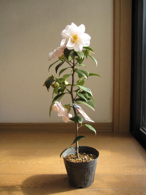 椿苗木 花植木【庭木ツバキ苗】 【ツバキ】椿　羽衣椿苗