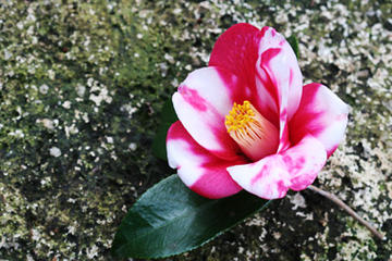 心に強く訴える花 言葉 椿 最高の花の画像