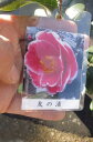 椿庭木2016年花芽有り 【ツバキ】椿 友の浦椿 椿庭木2016年花芽有り 【ツバキ】椿 友の浦椿