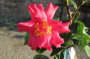 サザンカ初日の出 【庭木】 【山茶花】サザンカ苗