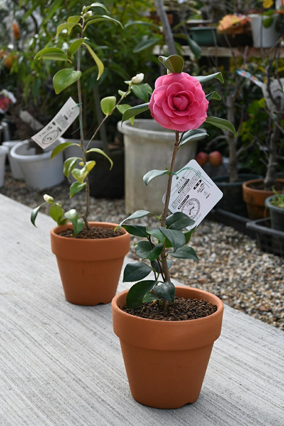 楽天市場】椿 盆栽(盆栽|花・観葉植物):花・ガーデン・DIYの通販 楽天市場】椿 盆栽(盆栽|花・観葉植物):花・ガーデン・DIYの通販
