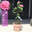 津川絞り 椿 鉢植え テラコッタ鉢入り 雪椿系 千重~列弁咲き