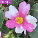2025年1月〜2月開花苗 椿 夢 苗木 一重咲き ピンク花 挿し木苗 椿 庭木 鉢植え 花木 茶花 ツバキ