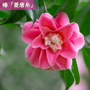 2025年3月~4月開花苗 椿 菱唐糸 苗木 ひしからいと 八重咲き ピンク花 中輪 挿し木苗 椿 庭木 鉢植え 花木 茶花 ツバキ