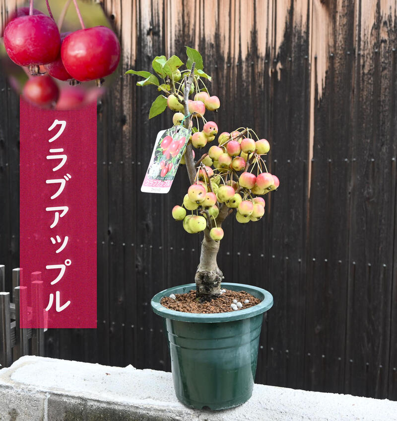 姫りんご鉢植えクラブアップル　ゴージャス 鉢植え。自宅用　プレゼント用としてもおすすめです贈り物に　りんご 苗木 姫りんご　鉢植えでも楽しめる　りんごです姫林檎盆栽向けとしても