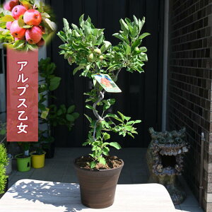 お誕生日のプレゼントに秋には食べれるミニりんご開花後実がなる りんご2025年 贈り物に アルプス乙女 りんご 鉢植え 果樹 リンゴ 果実 ミニリンゴ