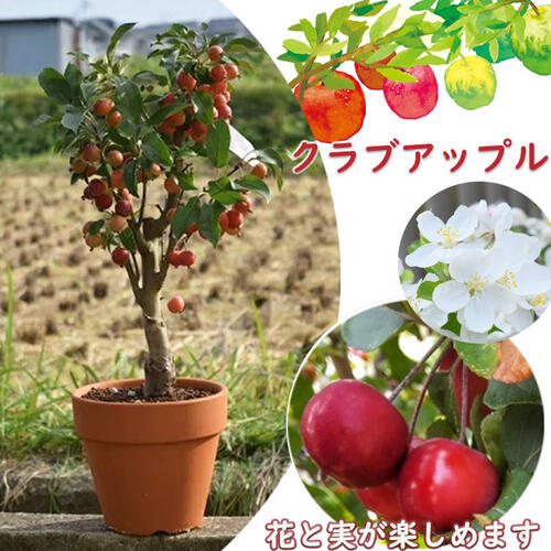 お誕生日プレゼント実付きのりんごお誕生日のプレゼントに姫りんご鉢植えりんご2023年贈り物にクラブアップル姫りんご　秋には　小さな可愛らしい実をたくさんつけます秋の日ギフトに　実がついています 鉢植えのサムネイル